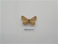 藏品(尺蛾178)的圖片